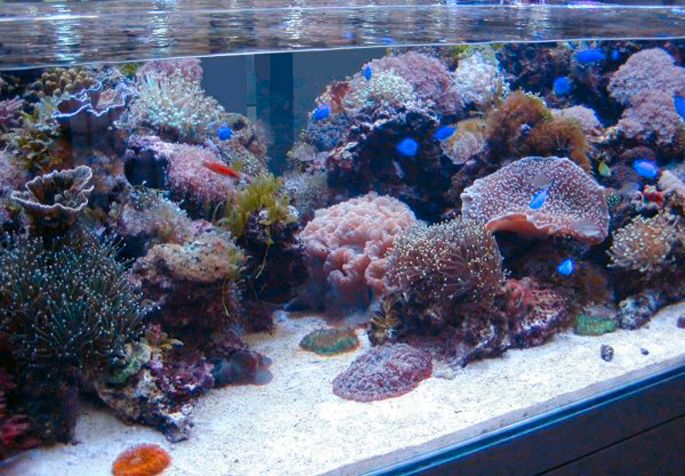 海水魚珊瑚礁水槽